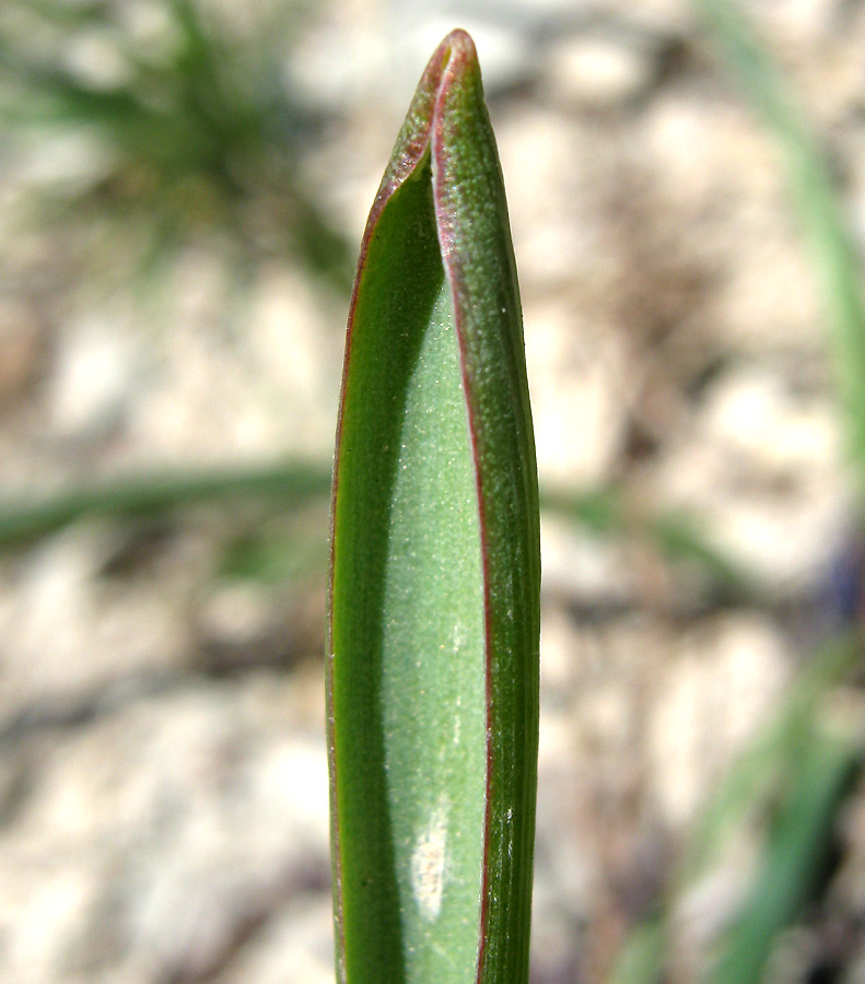 Изображение особи Muscari armeniacum.