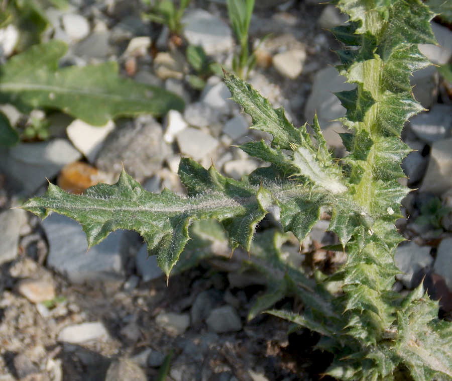 Image of Carduus cinereus specimen.