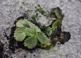 Potentilla thurberi