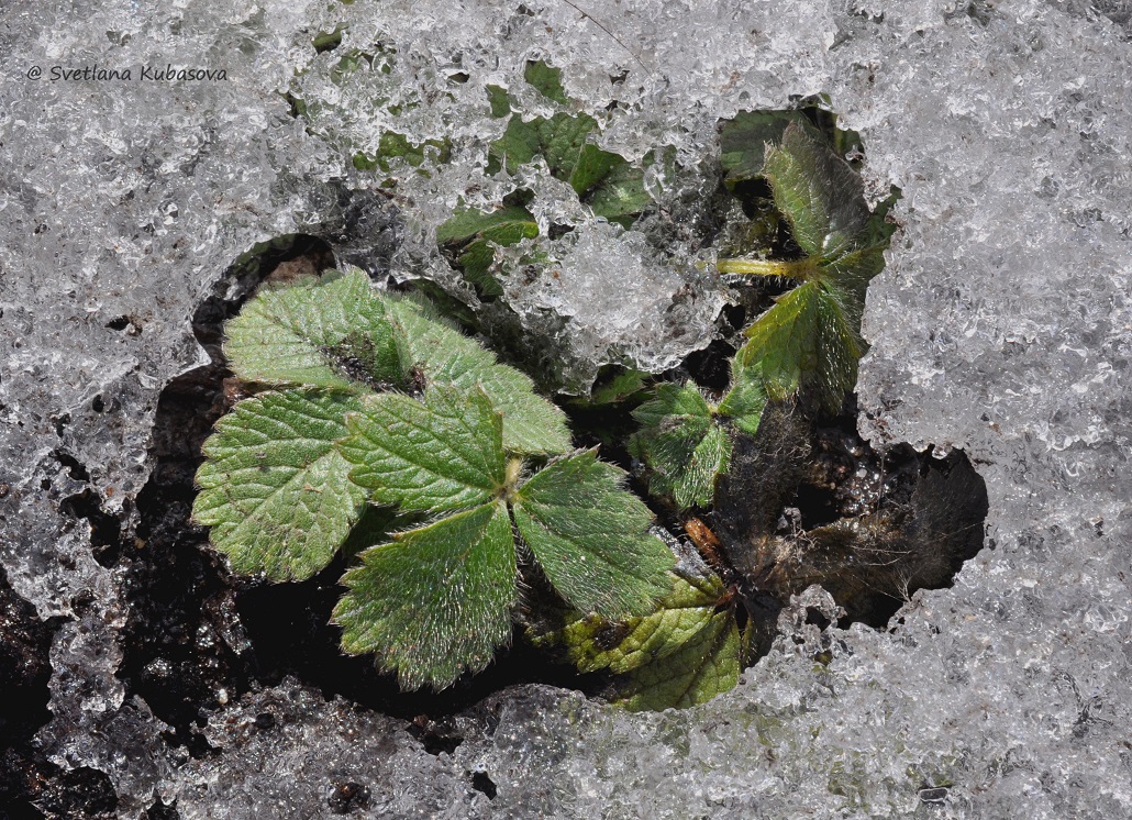 Изображение особи Potentilla thurberi.