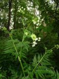 Anthriscus sylvestris. Верхушка цветущего растения. Екатеринбург, Ботанический сад УрО РАН, дикорастущее. 29 мая 2015 г.