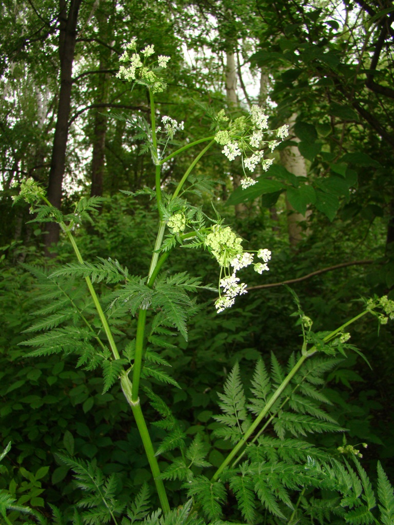 Изображение особи Anthriscus sylvestris.