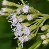 Chromolaena odorata