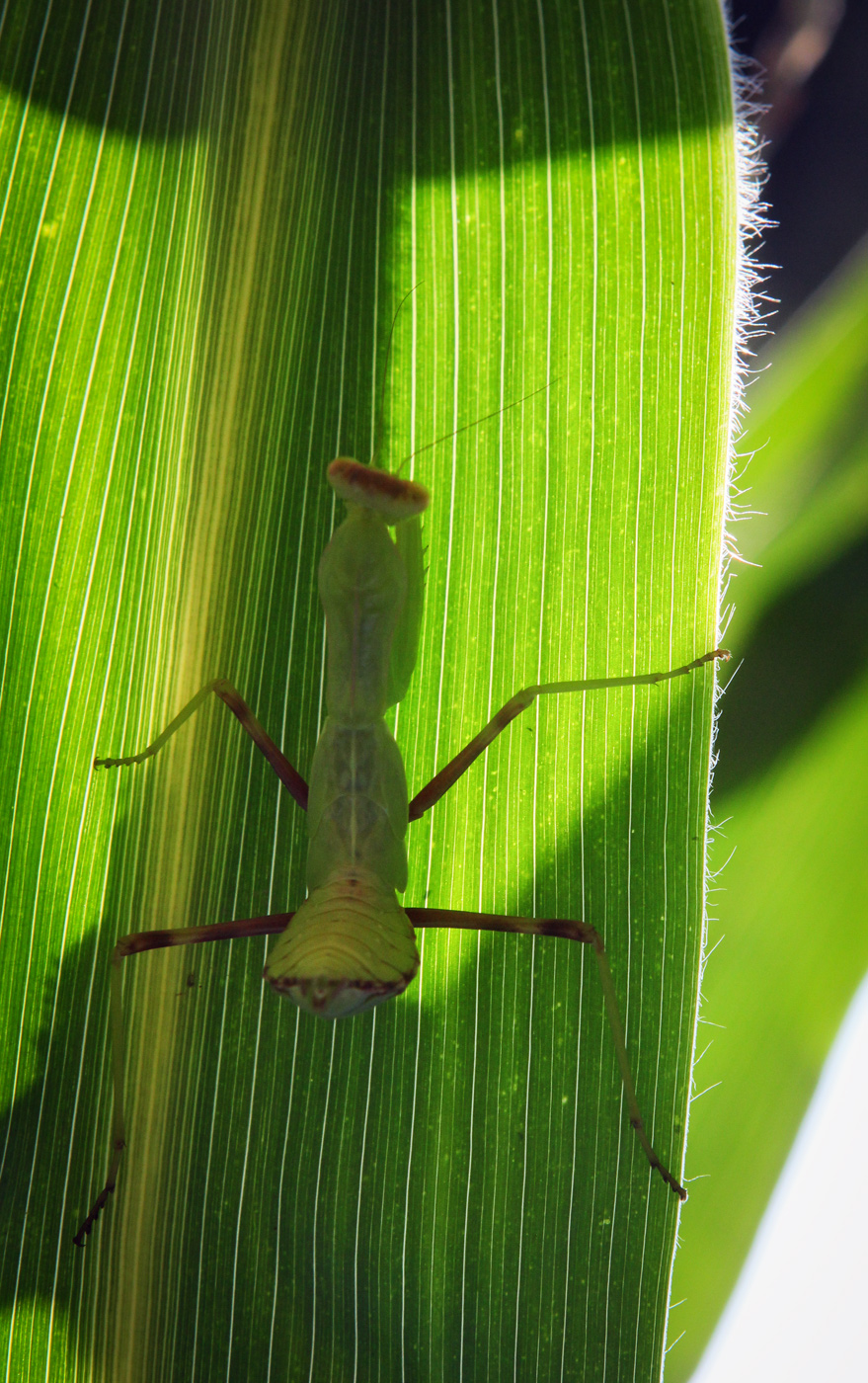 Image of Zea mays specimen.