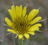 Tragopogon tommasinii