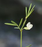 Lathyrus saxatilis