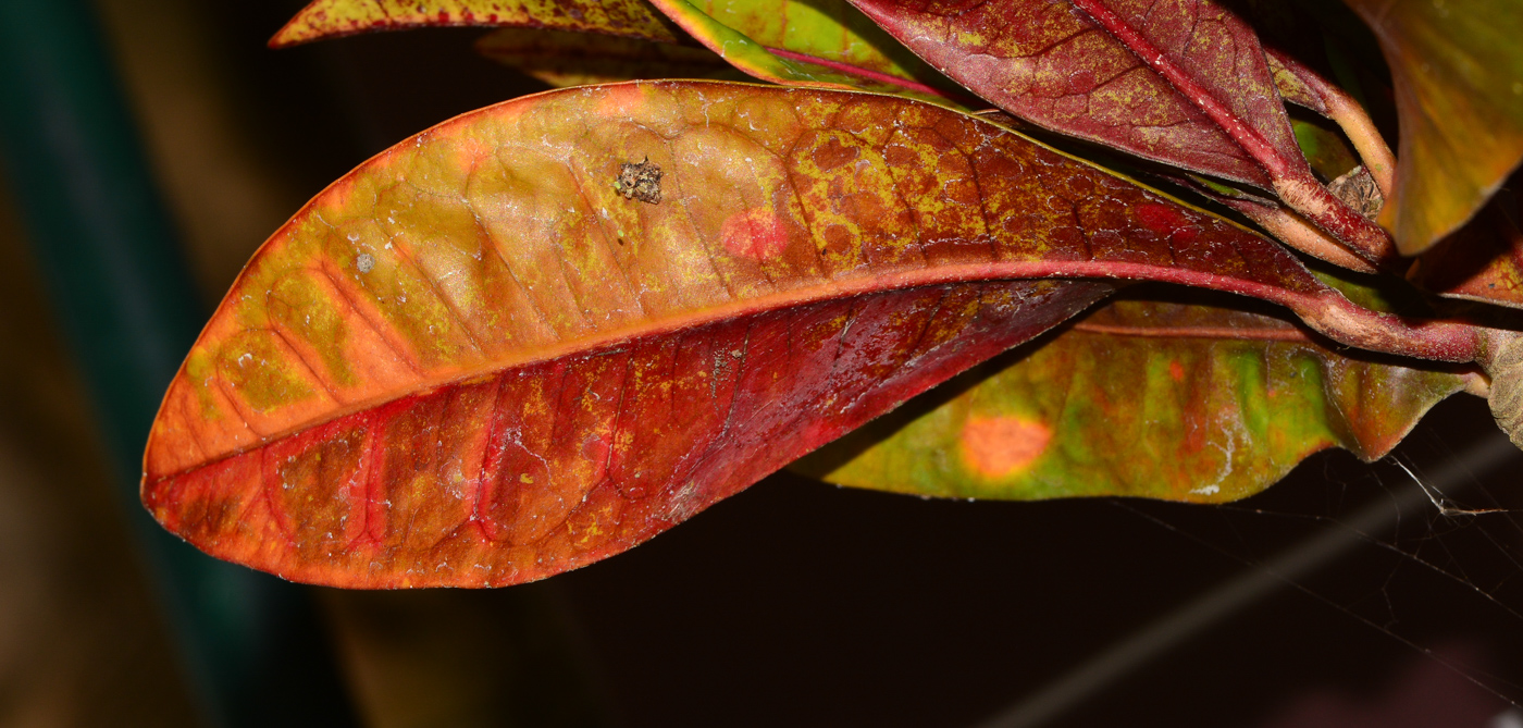 Image of Codiaeum variegatum specimen.