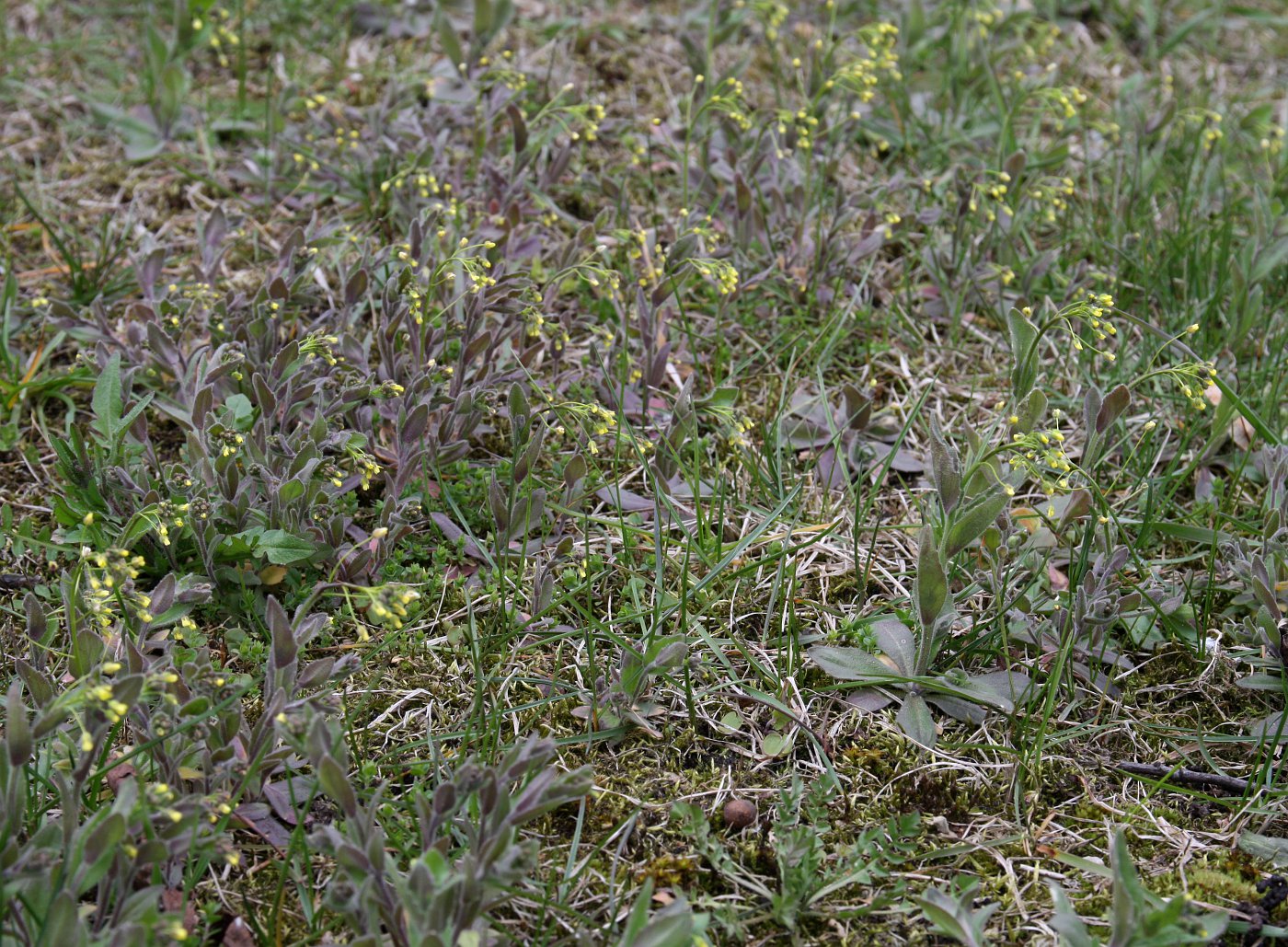 Image of Draba nemorosa specimen.