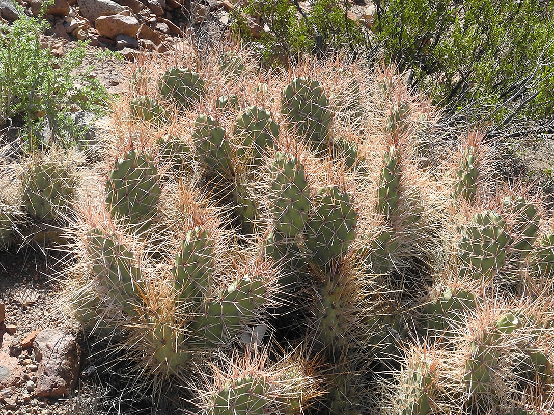 Изображение особи Opuntia sulphurea.