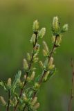 Salix myrtilloides