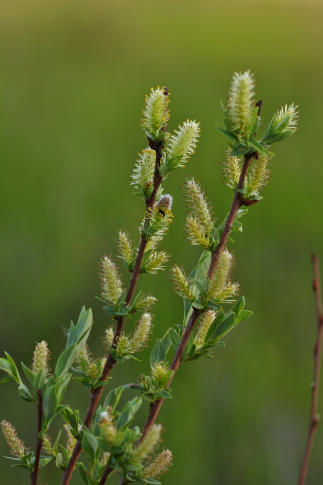 Изображение особи Salix myrtilloides.