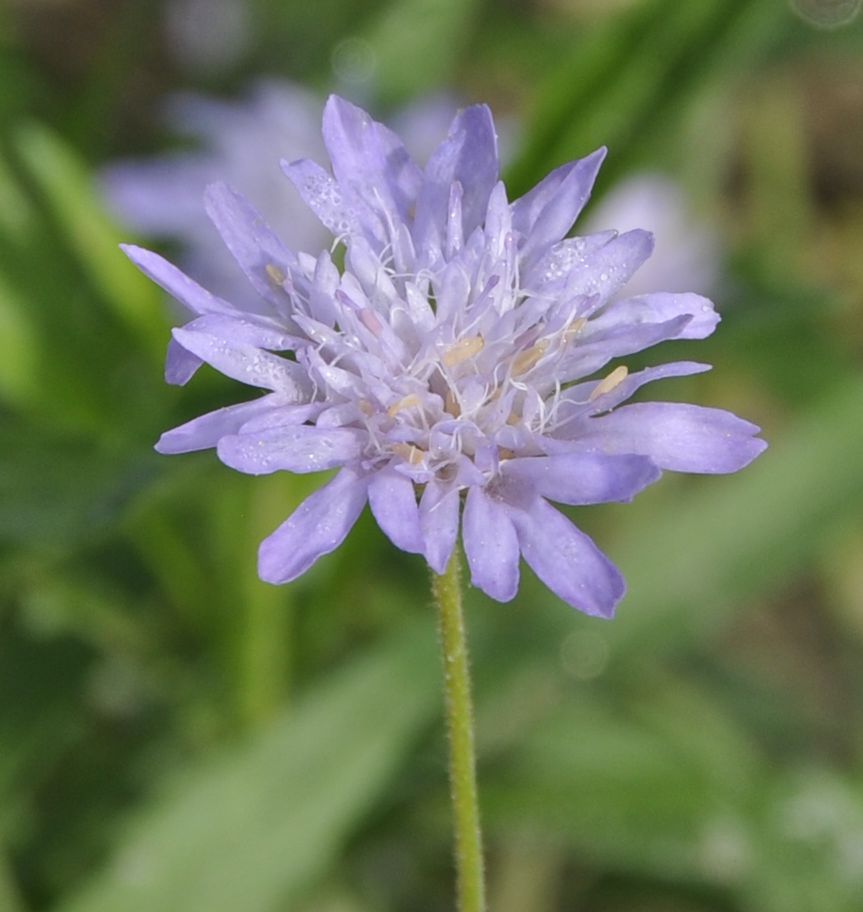 Image of Knautia integrifolia specimen.