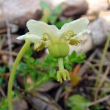 Moneses uniflora