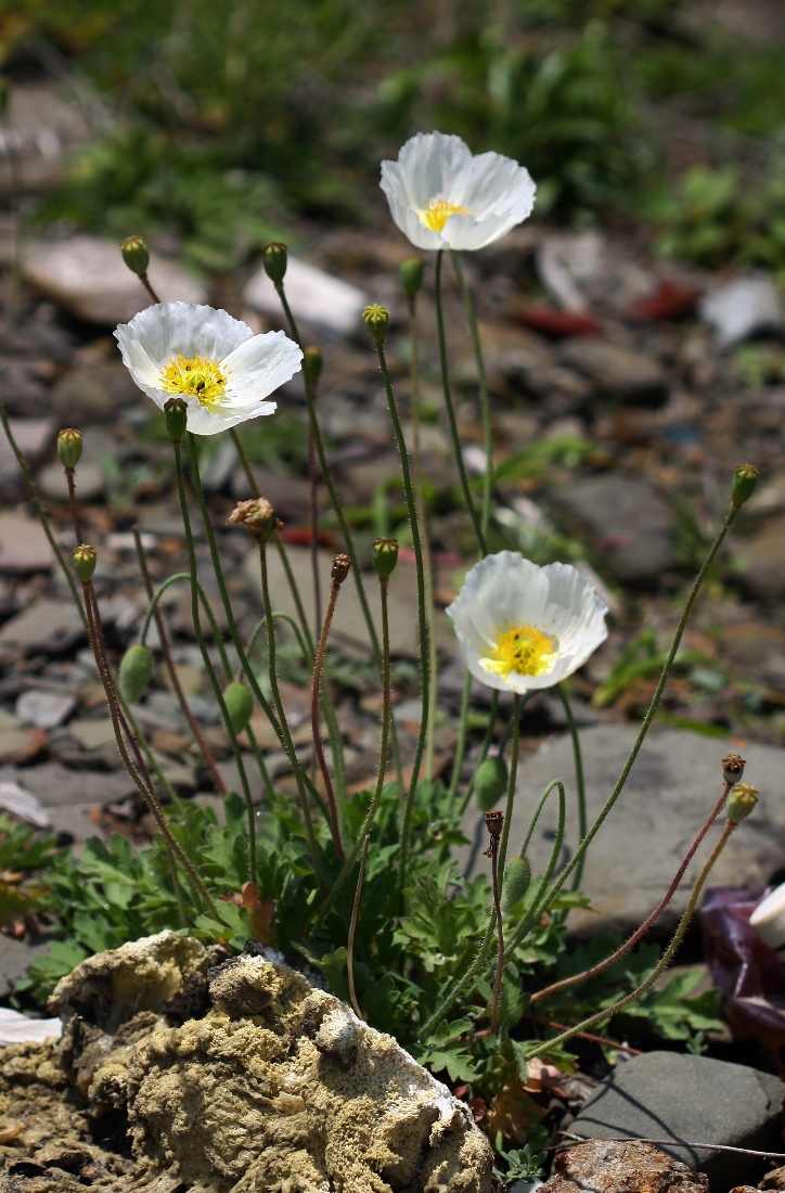 Image of Papaver sokolovskajae specimen.