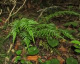 Asplenium onopteris. Вегетирующее растение. Краснодарский край, м/о город-курорт Сочи, окр. с. Хлебороб, лиственный лес. 12 июня 2017 г.