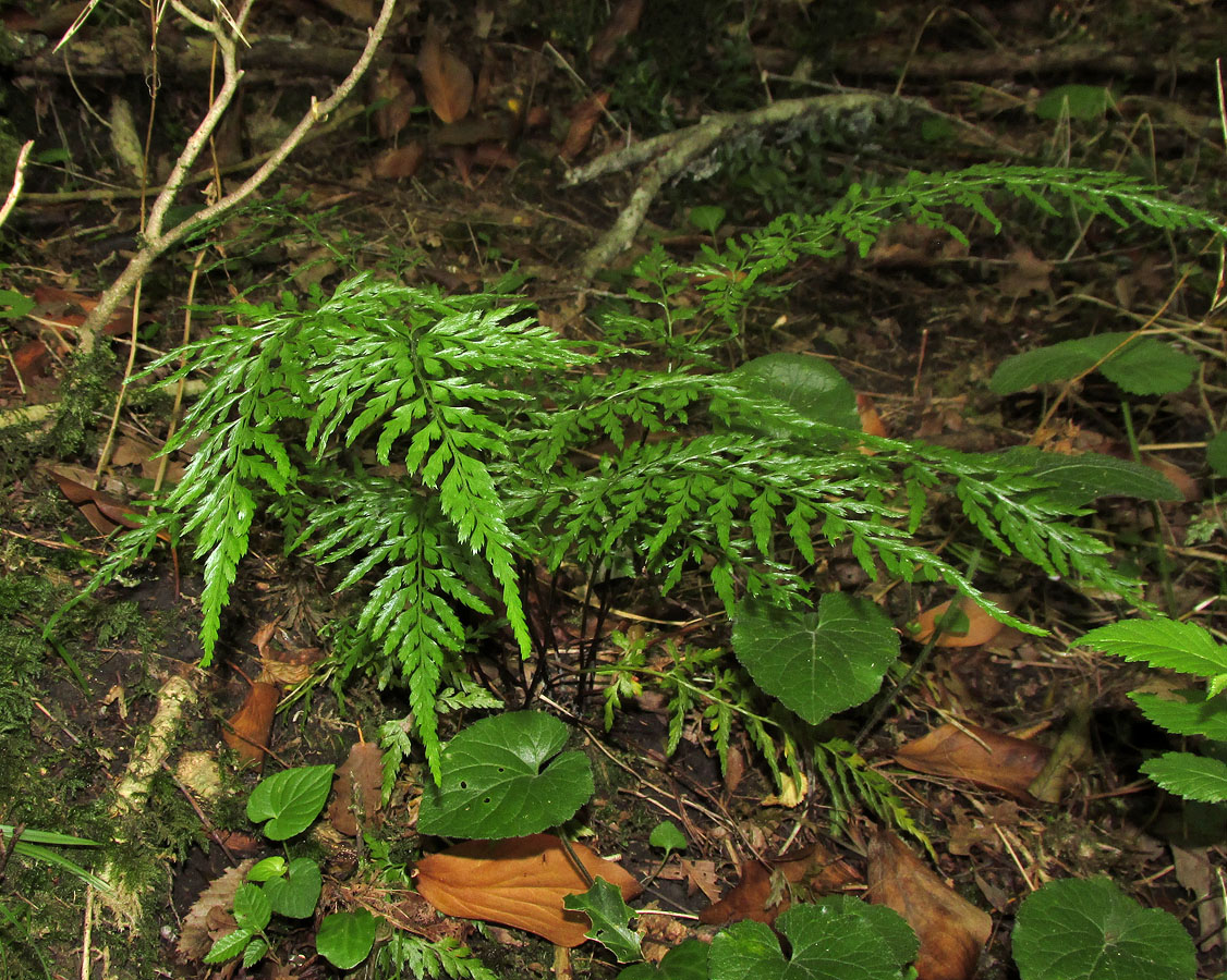 Image of Asplenium onopteris specimen.