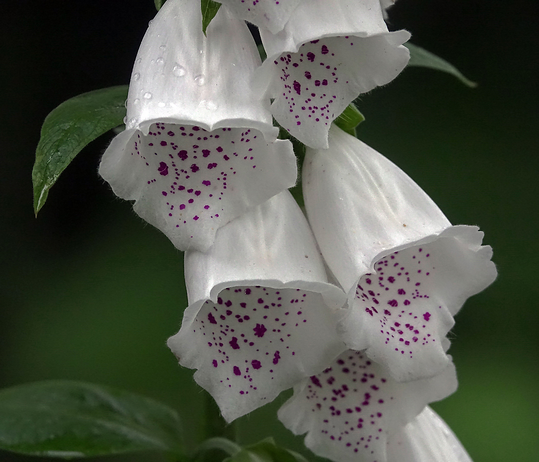 Image of Digitalis purpurea specimen.