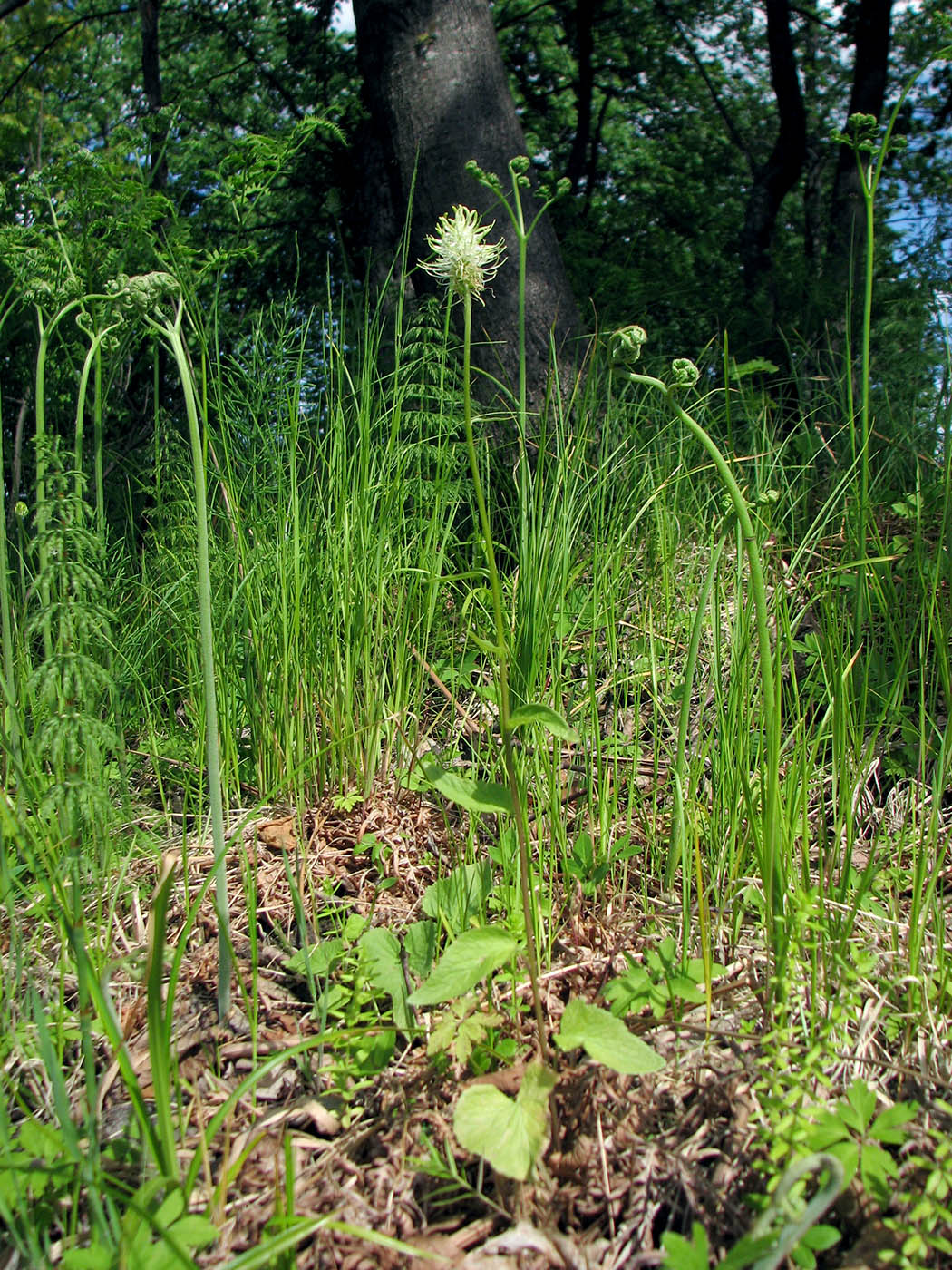 Изображение особи Phyteuma spicatum.