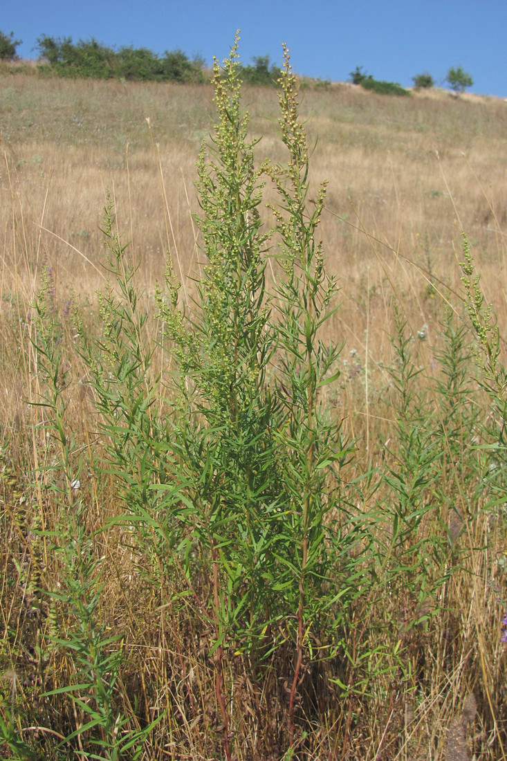 Изображение особи Artemisia dracunculus.