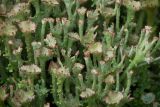 Cladonia gracilis ssp. turbinata