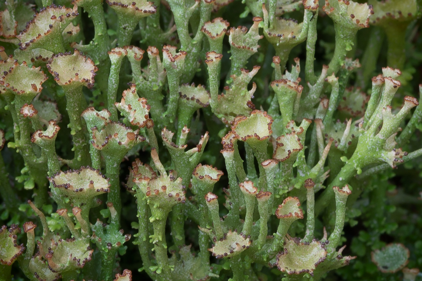 Image of Cladonia gracilis ssp. turbinata specimen.