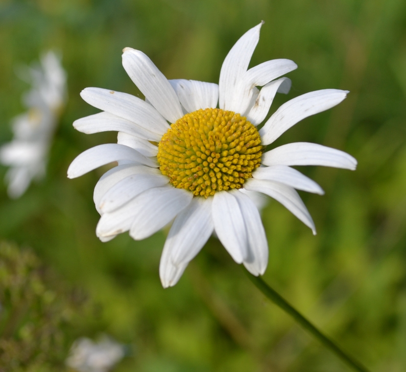 Image of Leucanthemum ircutianum specimen.