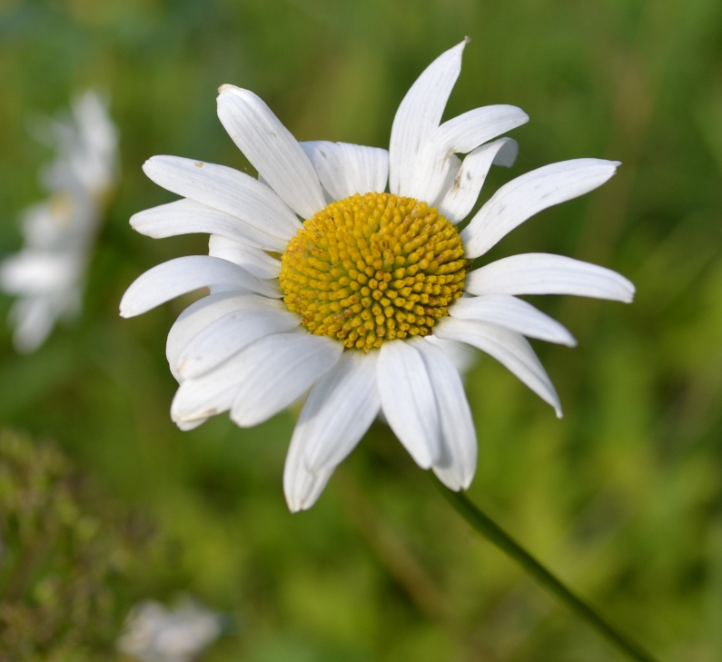 Изображение особи Leucanthemum ircutianum.