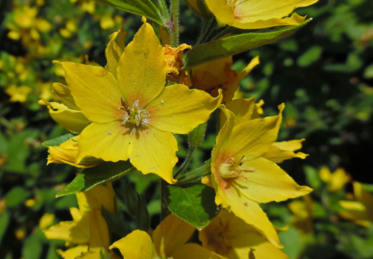 Изображение особи Lysimachia punctata.