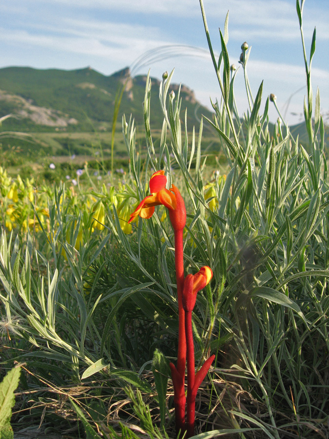 Изображение особи Phelypaea coccinea.