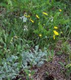 Anthemis marschalliana subspecies pectinata. Цветущие растения. Карачаево-Черкесия, Тебердинский заповедник, хр. Малая Хатипара, субальпийский луг. 13.07.2017.