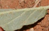 Solanum elaeagnifolium