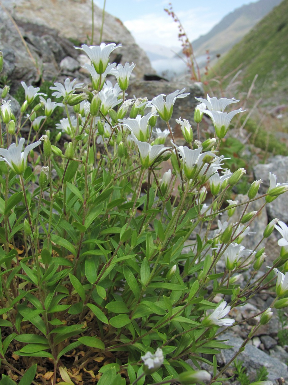 Изображение особи Cerastium polymorphum.