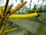 Acacia meiosperma