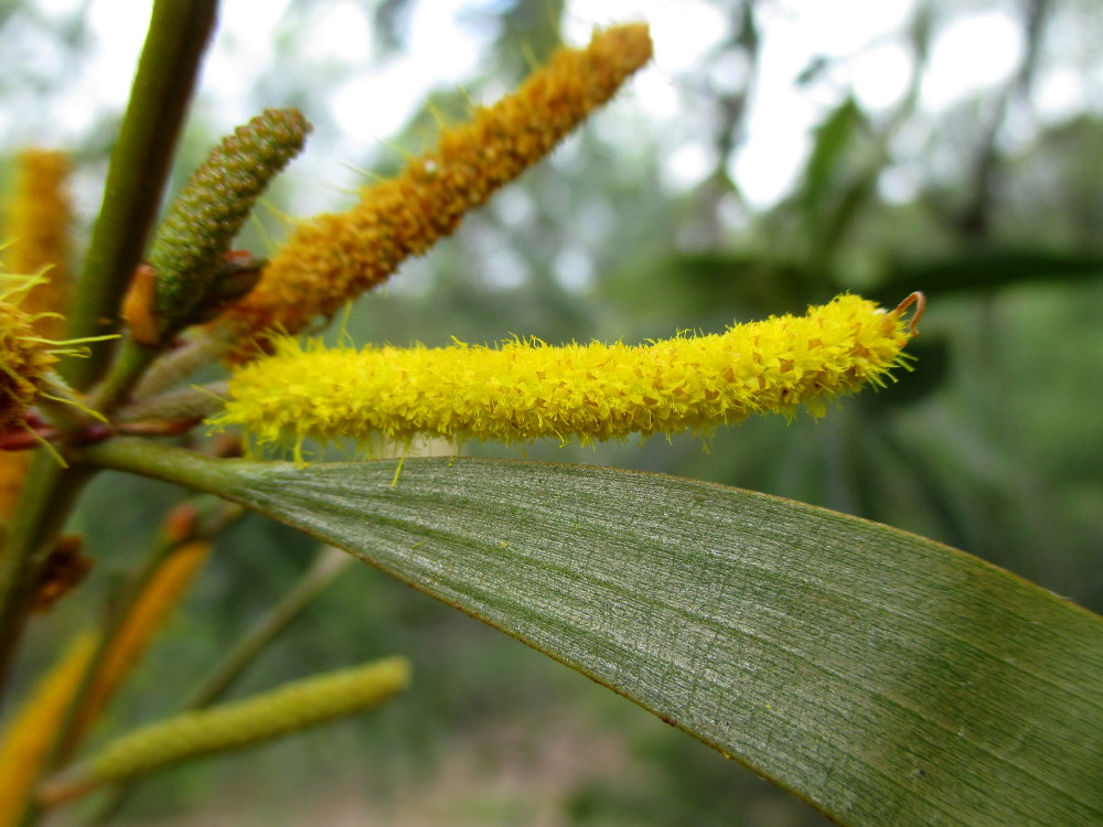 Изображение особи Acacia meiosperma.