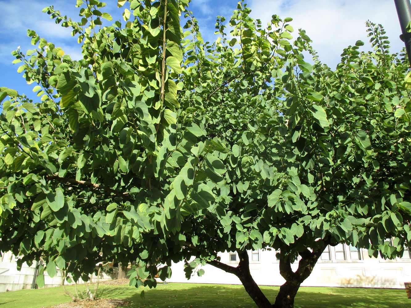 Image of Bauhinia variegata specimen.