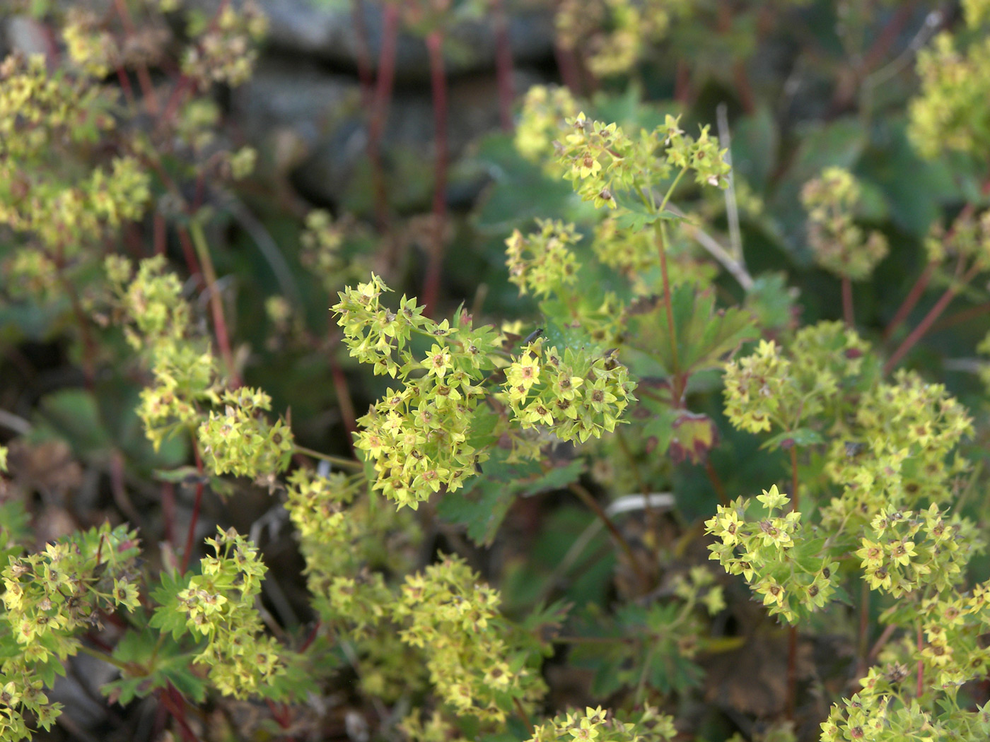 Image of Alchemilla retinervis specimen.