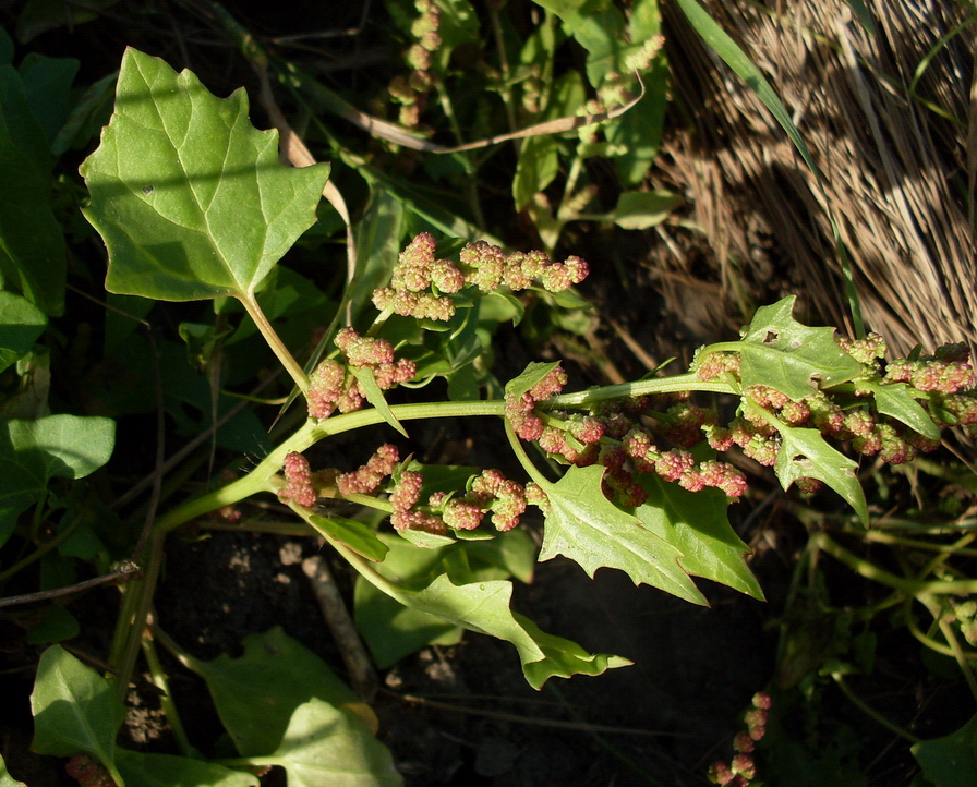 Image of Oxybasis rubra specimen.