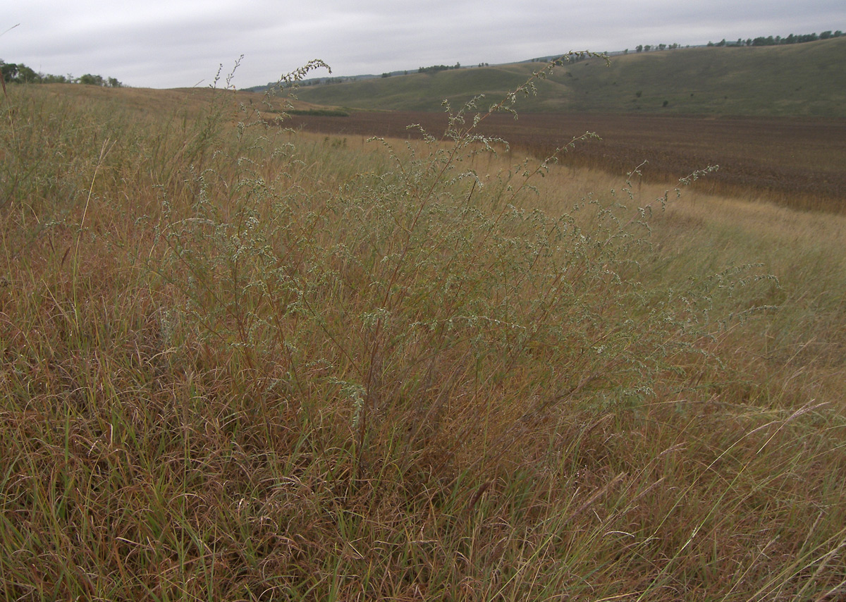 Image of Artemisia marschalliana specimen.