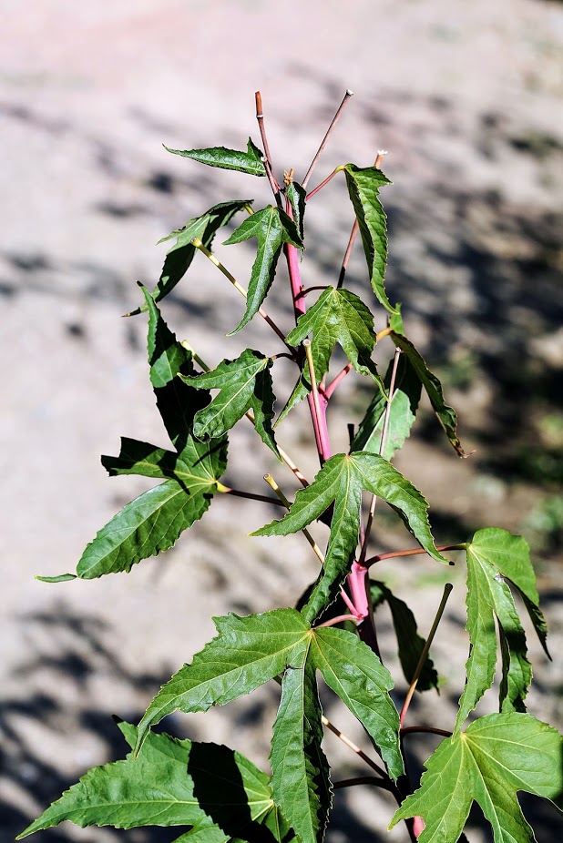 Image of Hibiscus &times; hybridus specimen.