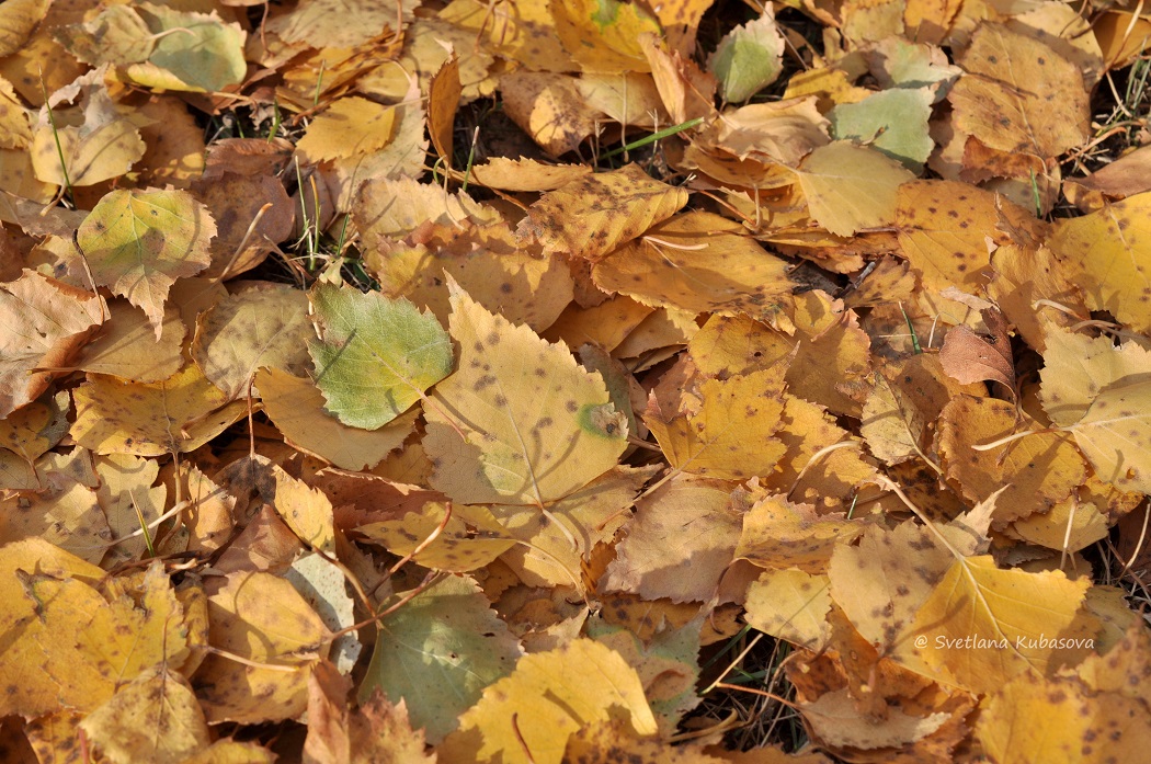 Изображение особи Betula pendula.