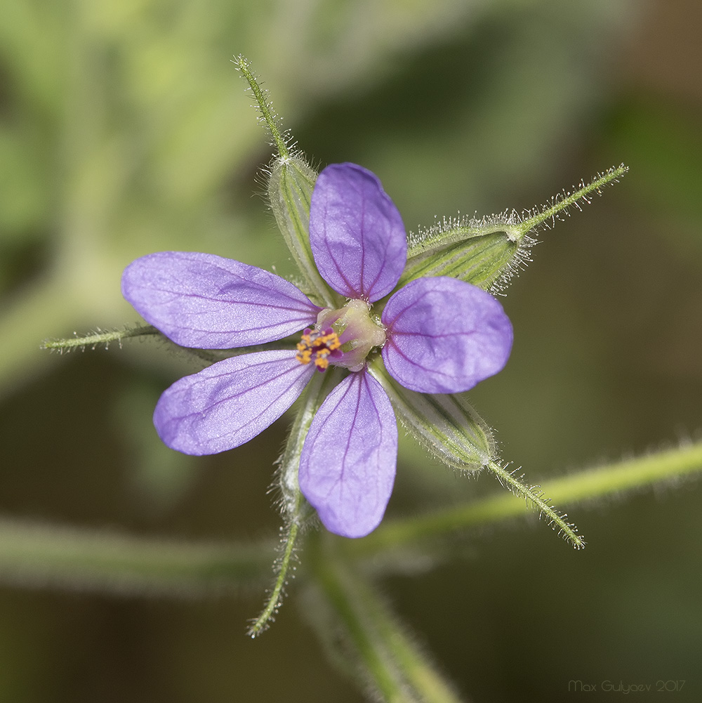 Image of Erodium ciconium specimen.