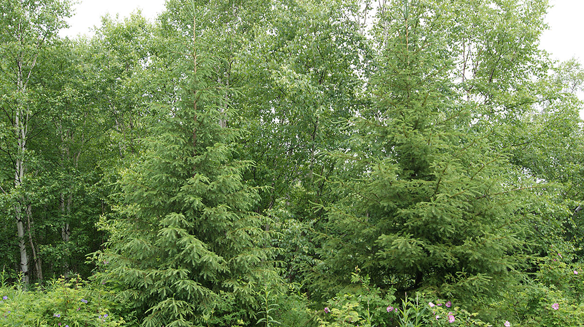 Image of Picea abies specimen.