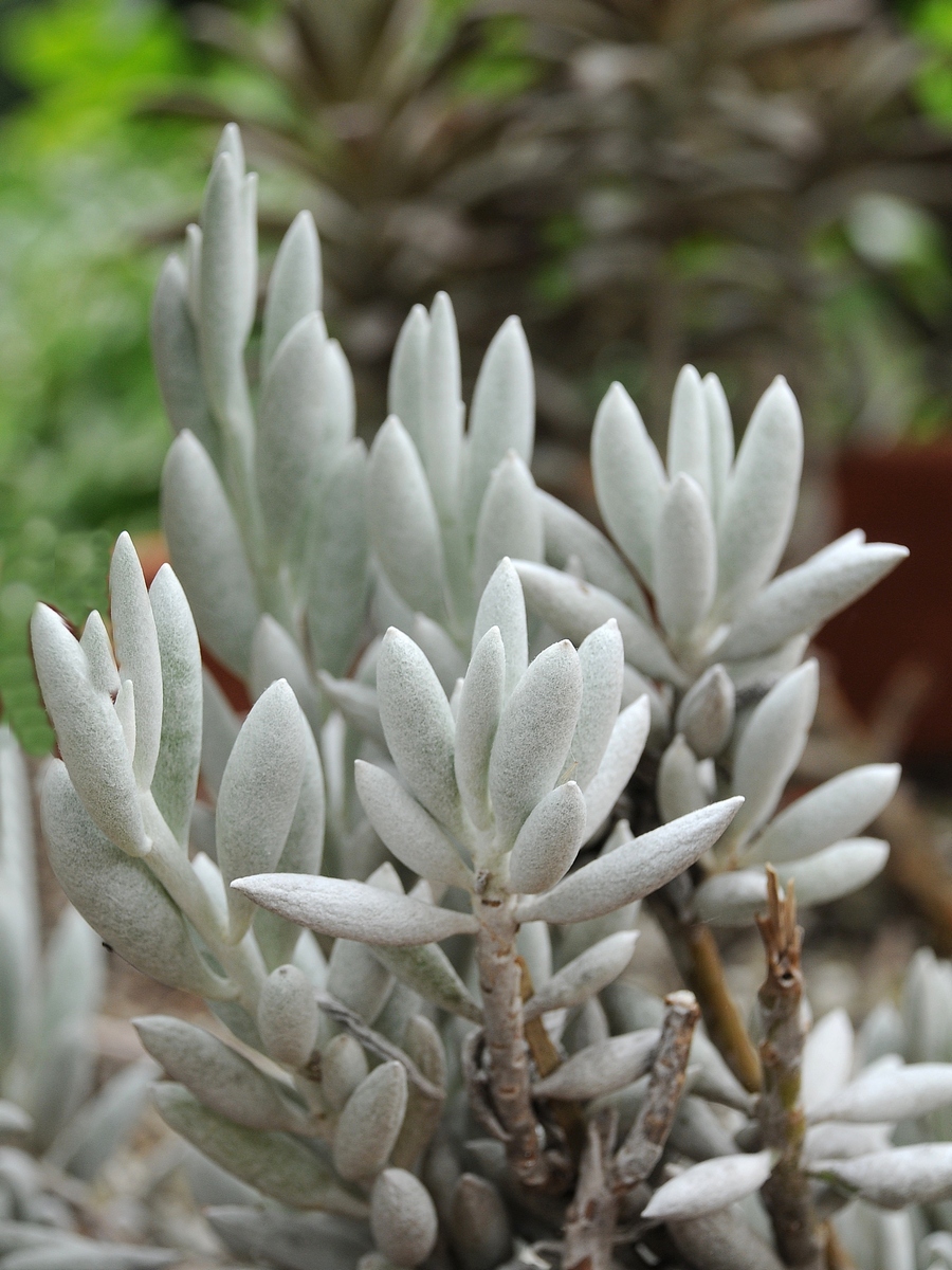 Image of Senecio haworthii specimen.