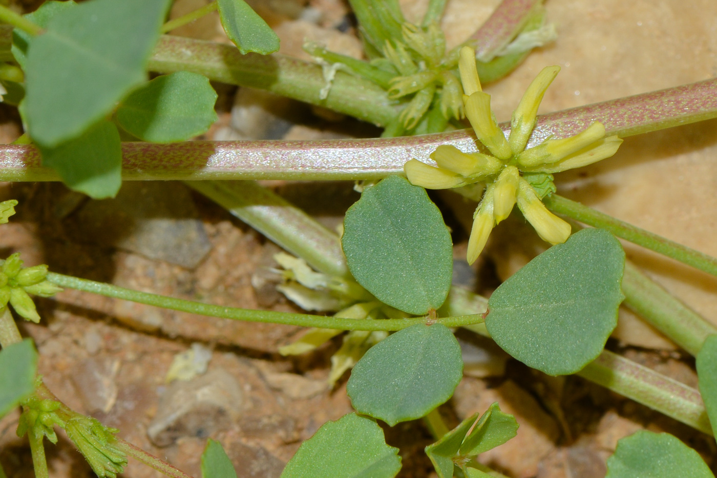 Изображение особи Trigonella stellata.