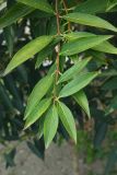 genus Forsythia