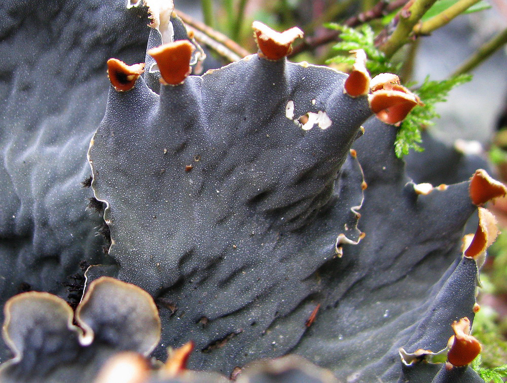 Image of Peltigera canina specimen.