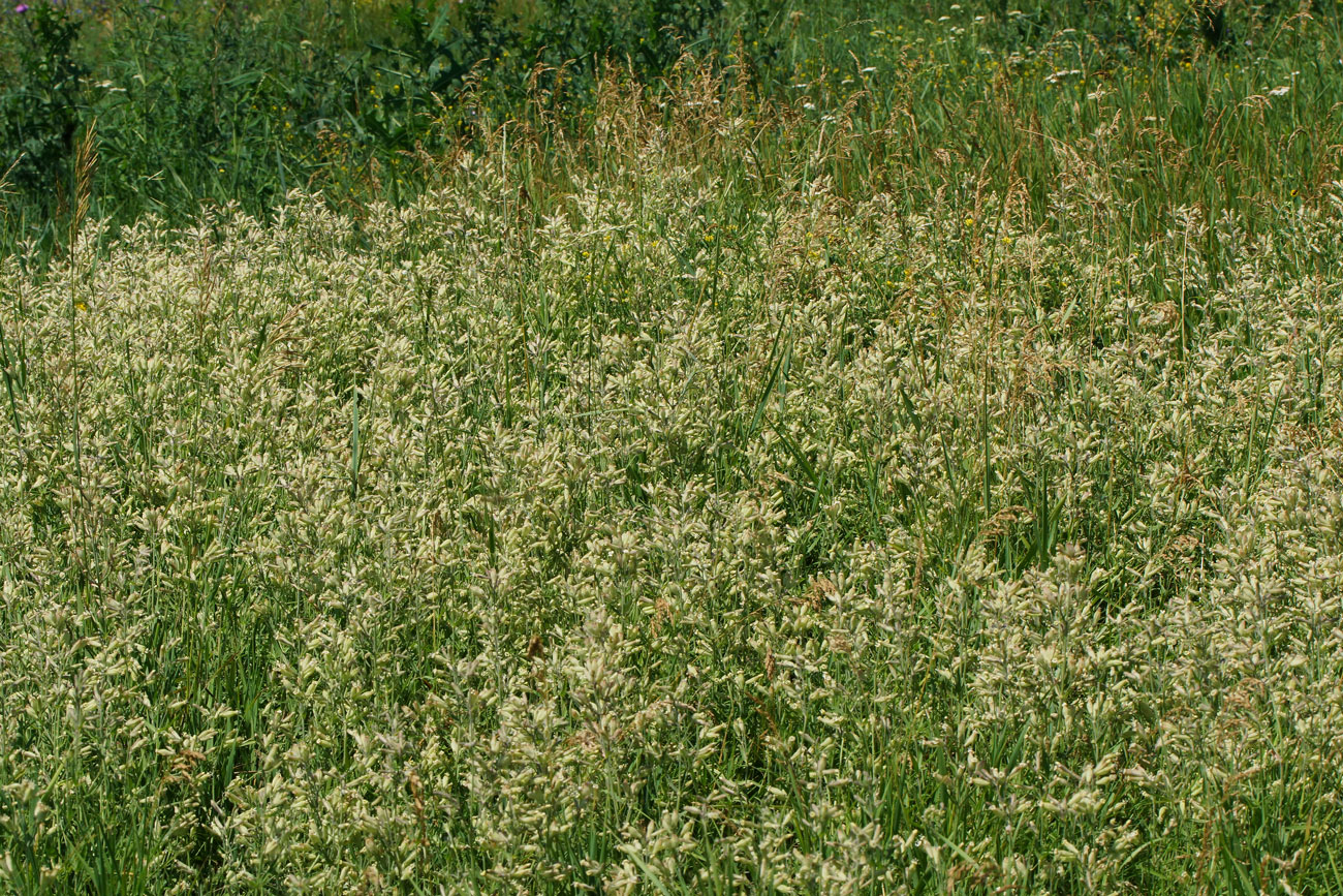 Image of Silene amoena specimen.