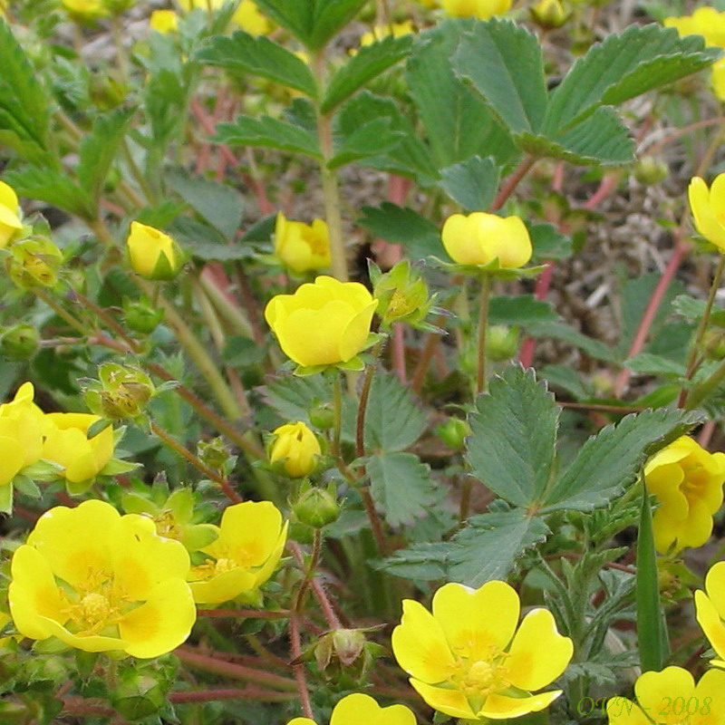 Изображение особи Potentilla fragarioides.