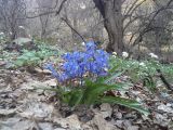 Scilla siberica. Цветущие растения. Азербайджан, 4 км вверх по руч. Киш от г. Шеки, окр. крепости Гелярсан-Гёрарсан; гора Кара-Тепе, лесистый склон. 8 апреля 2017 г.