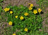 Ranunculus brachylobus